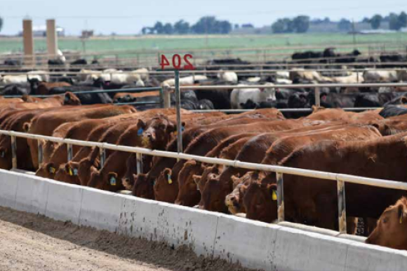 Feedlot