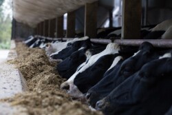 cows at the bunk