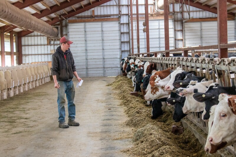 Regrouping is a stressful experience for cattle.