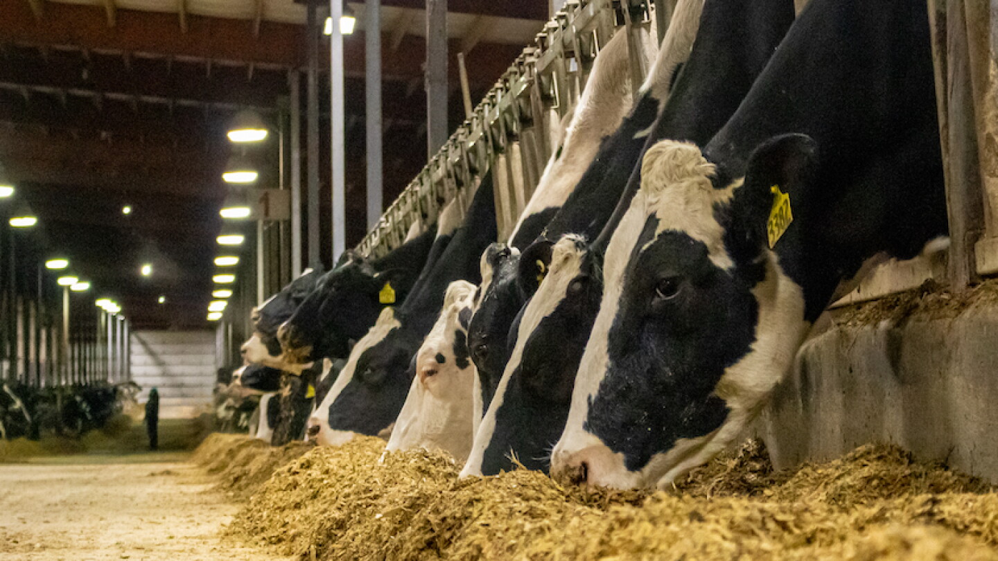 Default Cow Cows Will Tell You When They’re Feeling “Off” - Dairy Herd