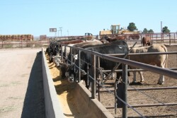 FDA reissued the release, with added text to emphasize that monensin is safe for use in cattle and goats, and that “meat from cows and goats and milk from cows treated with Monovet 90 are safe for people to consume."