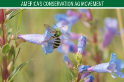 Native bees have relatively simple needs. Their three main requirements for a healthy life are food (wildflowers), shelter (places to nest), and a pesticide-free environment. Some of the very best places for North American native bees to thrive are sustainably managed working lands.