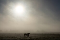 Smoke.horned.cow_.jpg