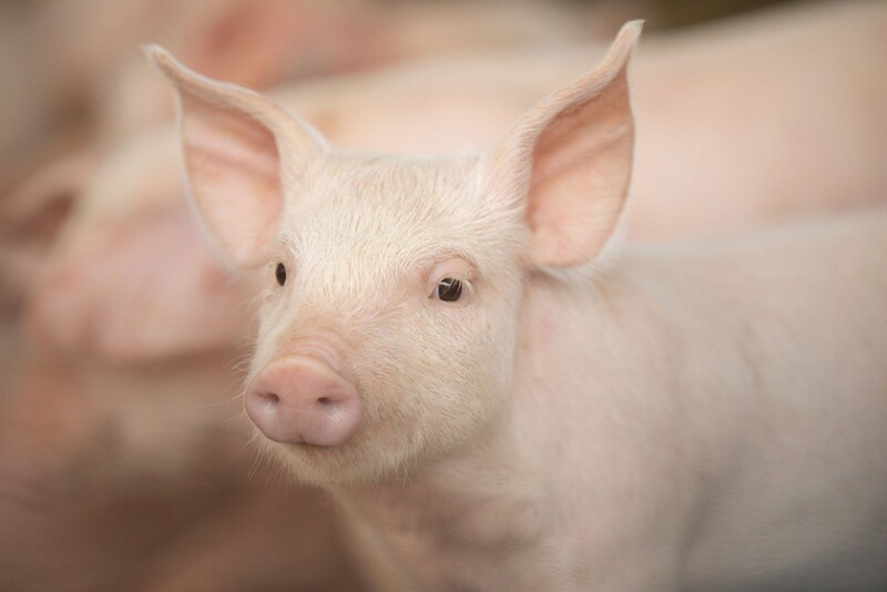 Weaned pig PIC