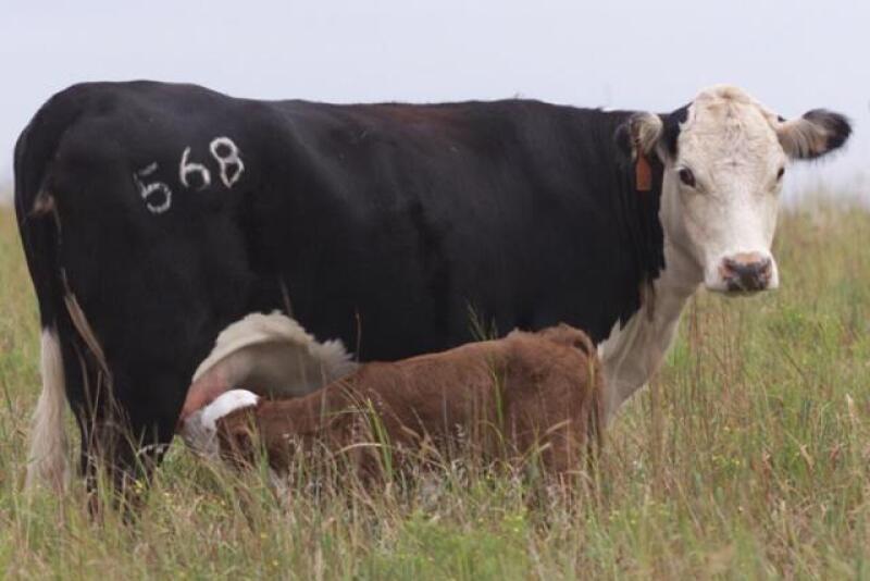 commerical_cow_calf_pair_OK_State_4