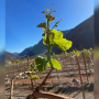 Table grapes on vine