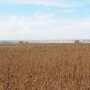 Brazil Soybean Harvest