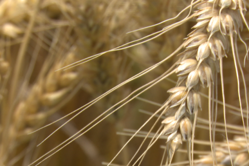 Wheat