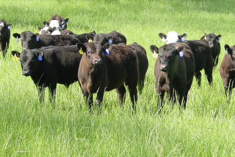 Feeder Cattle