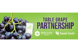 hazel grape