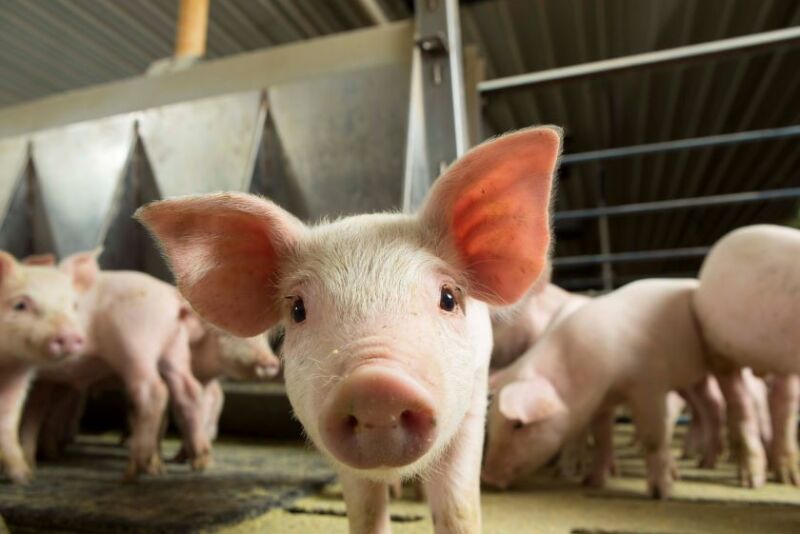 Feeder pig up close 