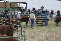 BQA stockmanship handling workshop 