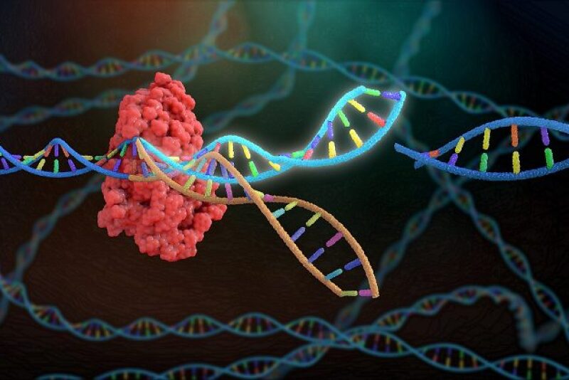 Genome editing technology has tremendous potential for quickly and accurately introducing desirable traits for productivity, health, fertility, animal welfare, food quality and safety in livestock populations.