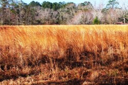 broomsedge