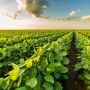 BASF expects to deliver the first trait-enabled, resolved isomeric postemergence herbicide with its introduction of Liberty ULTRA herbicide, Powered by Glu-L Technology, to the U.S. marketplace next season, the company reports.