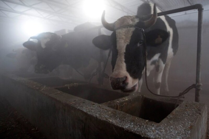 Chinese_Dairy
