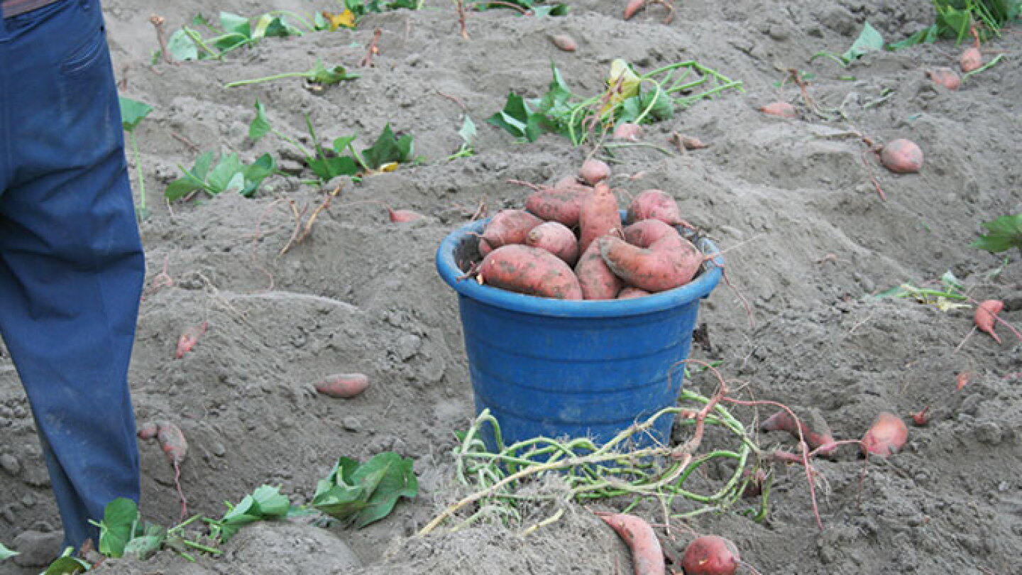 USDA grower relief program has limited benefits - The Packer