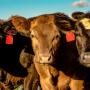 heifers headsSDSU.jpeg