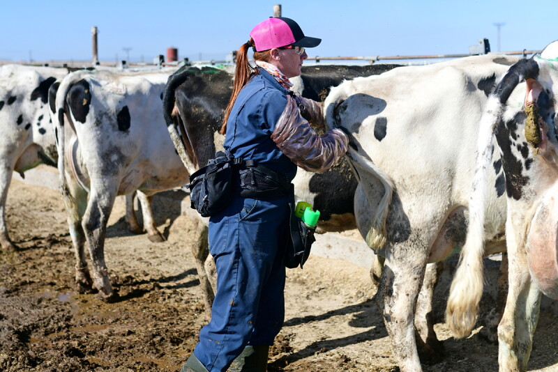Barb Peterson Sunrise Veterinary Services by Dylan Voyles - preg checking dairy cows