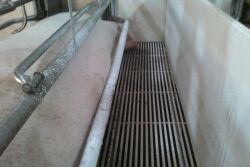 Whitewashing sow pen