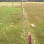 Bermuda_grass