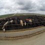 Feedlot catt;e