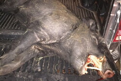 Wild pig