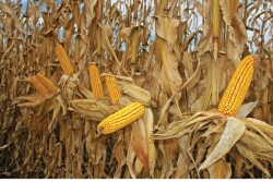 A 200-bu.-per-acre corn crop consumes 330 lb. to 350 lb. of nitrogen per acre. Know your soil’s nitrogen-supplying power to fine-tune application rates.