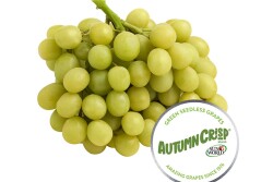 Autumncrisp table grape. Photo courtesy Sun World International