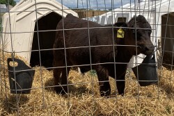 Straight-bred beef embryo transplants offer numerous advantages over dairy/beef crossbreds.