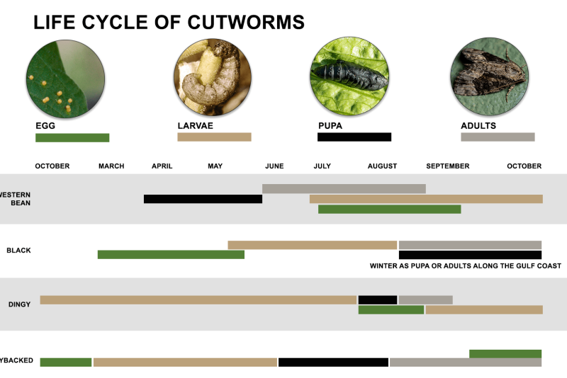 tobacco cutworm life cycle Caterpillar: Taxonomy, Biology, and Management Unraveling the Biology and Integrated