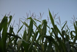 John Phipps says the recent pattern of coping with crop reports resembles the famous Kubler Ross Stages of Grieving. Beginning with denial, we work our way through anger, bargaining, depression, and finally acceptance. 