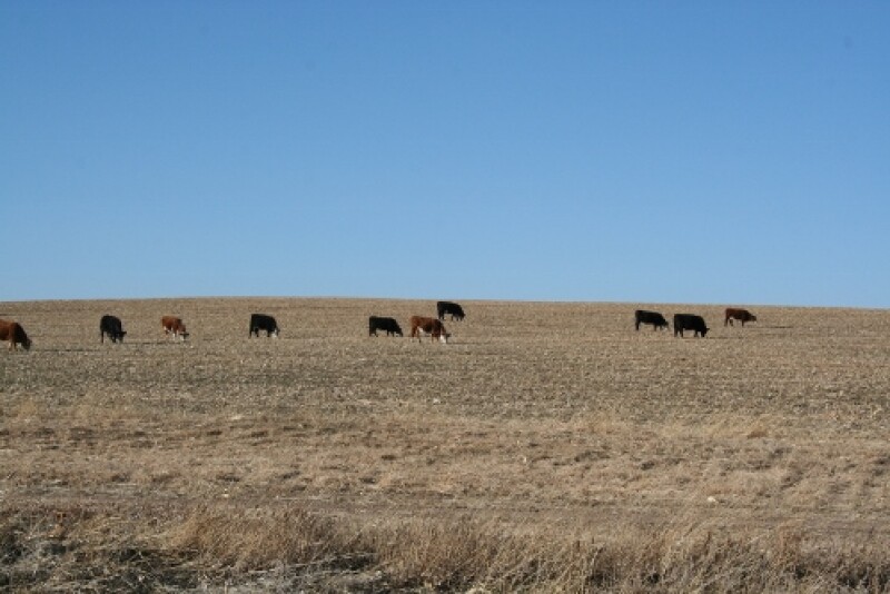 University of Nebraska researchers recently conducted a two-year study to evaluate the effects of grazing on subsequent yields and nutrient removal from baling at five locations in Nebraska. 