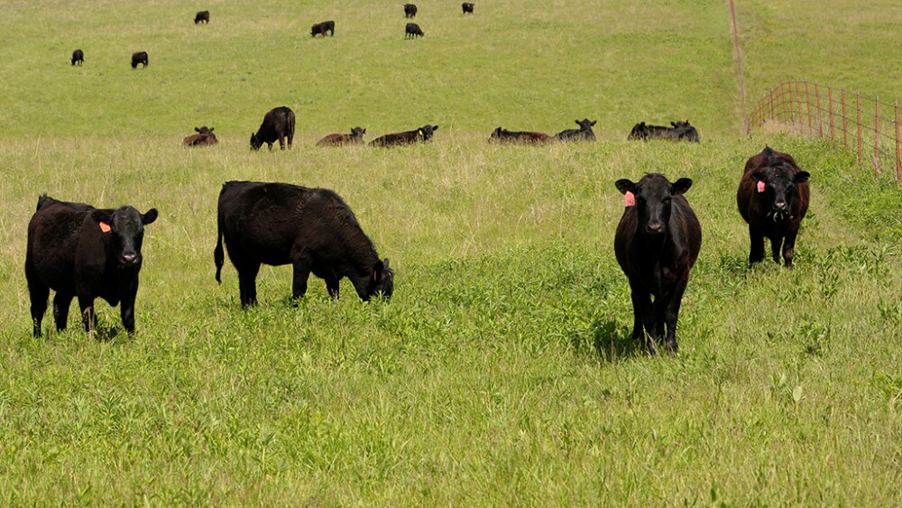 Cattle grazing on native, warm-season pasture. 
