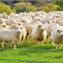 Sheep.png