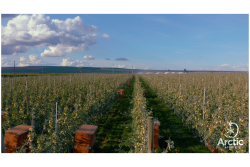 Arctic apple orchard.png