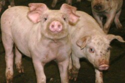 pigs 281
