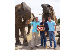 Christopher Ranch is donating $1 for each box of elephant garlic sold to support Elephants of Africa Rescue Society.