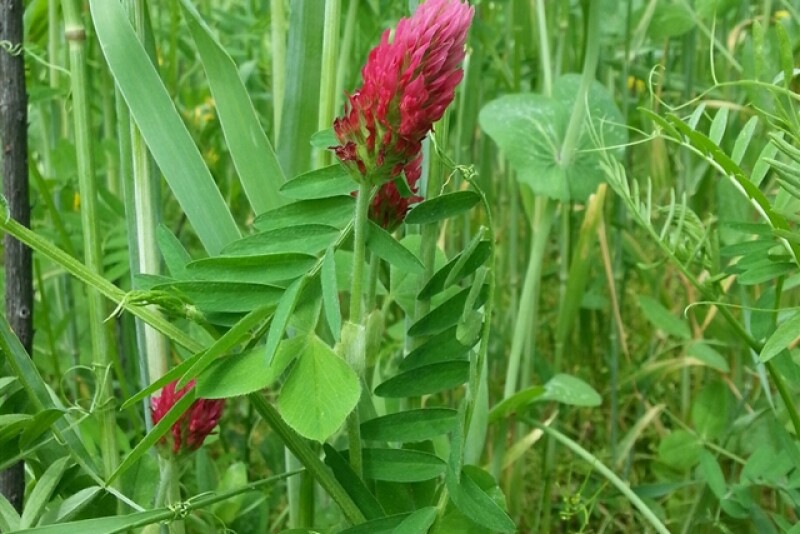 cover_crops_ben_potter