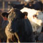 Beef cattle.png