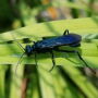 Common blue mud-dauber wasp