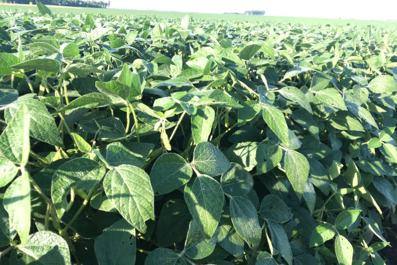 Minnesota soybean estimates failed to shock and amaze Crop Tour scouts.