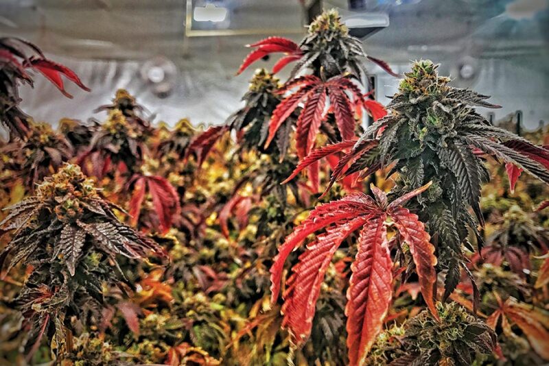 29 states allow cannabis growth for medicinal purposes