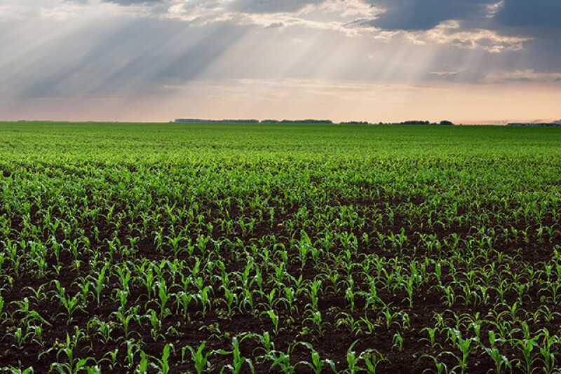 A field of young corn plants under clouds, representing the heavy rain creating challenges for Midwest farmers.