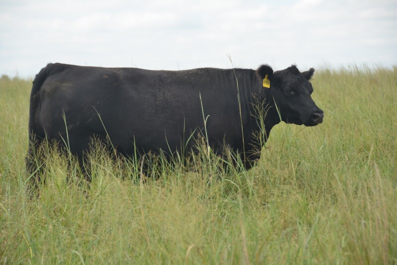 Range and pasture rated in either good or excellent condition as of July 7 stood at 69%, according to the USDA's National Agricultural Statistical Service (NASS)