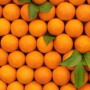 “Since 2005, citrus growers have been plagued by citrus greening — a yield- and quality-robbing disease complex that has devastated the industry — causing farm gate losses of more than $8 billion,” says Ryan Bond, Ph.D., senior director of innovation, research and development at Nutrien Ag Solutions. 