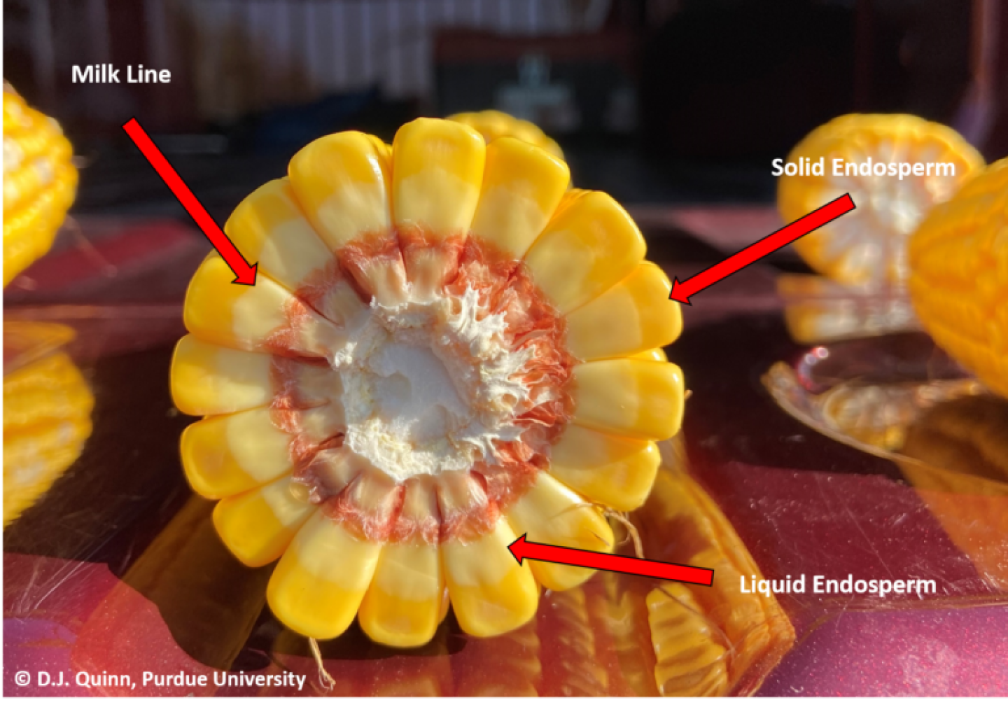 R5 Growth Stage Holds Hidden Yield Potential - AgWeb