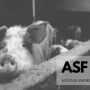 African Swine Fever Backyard