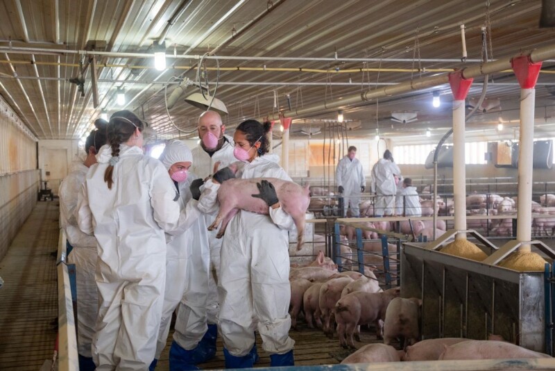 Veterinary students in pig barn