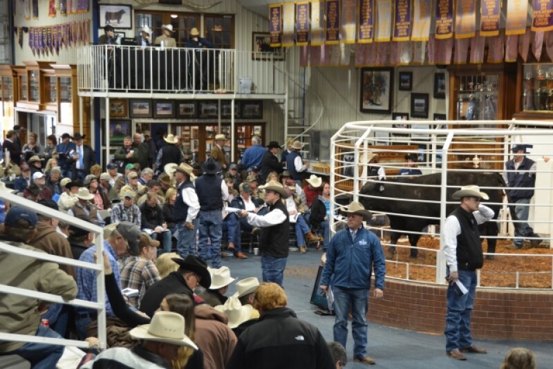 BT_Bull_Sale